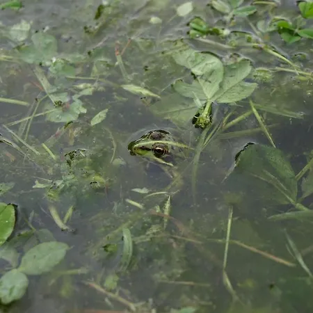 Εξοχικό σπίτι Casas Rurales Las Praderas *