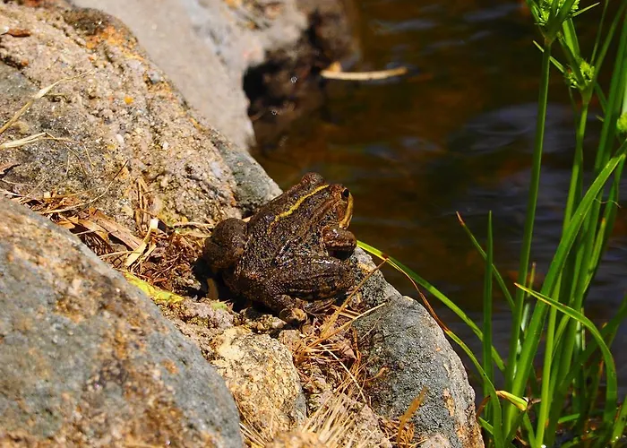 Casas Rurales Las Praderas Poyales Del Hoyo