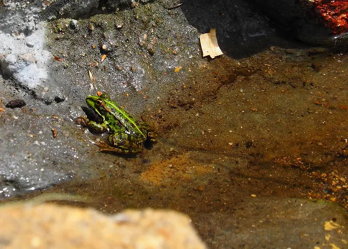 컨트리하우스 Casas Rurales Las Praderas