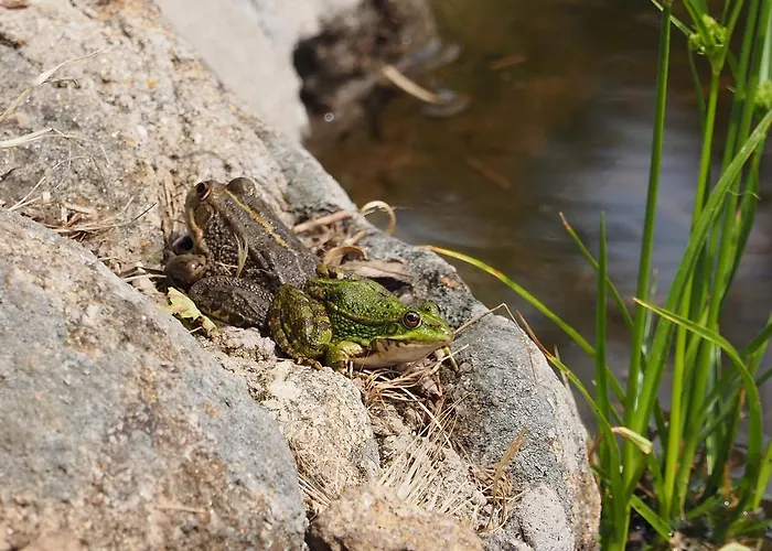 Casas Rurales Las Praderas